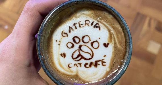Gateria Cat Cafe