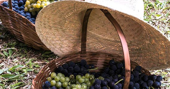 Quinta do Olivardo oferece colheita de uva para os clientes