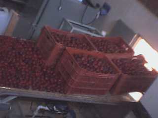 MUSA - Aguardentes de frutas