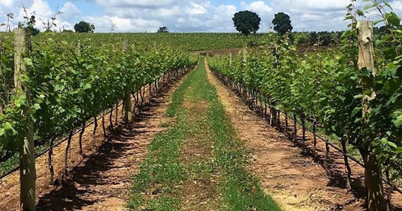 Vinícola Guaspari 