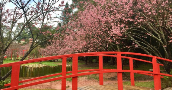 Parque da Cerejeira de Campos do Jordão