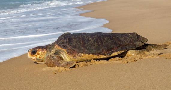 Fundação Projeto Tamar