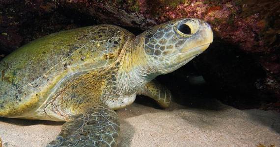 Fundação Projeto Tamar