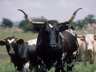 Restaurante espanhol vende hambúrguer mais caro do mundo