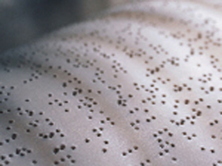 Sinal Verde para a Acessibilidade: cardápio em braille é sinônimo de inclusão