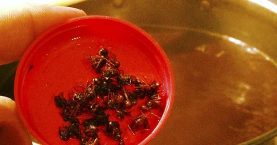 Cerveja com figos, tucupi negro e formigas saúvas é novidade da Lamas Bier