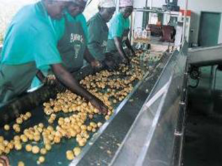 Uma das riquezas da África do Sul: a Marula