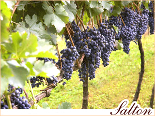 Safra 2009 da Salton chega ao mercado