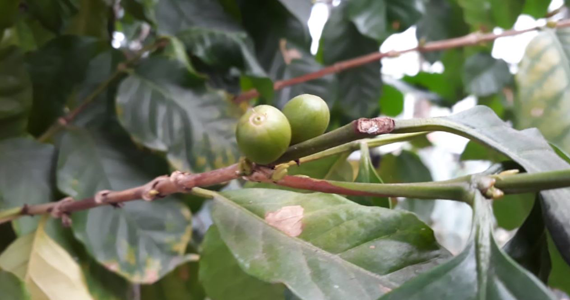 Museo Anchieta tudo-sobre-museu-anchieta