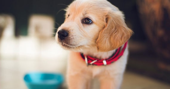 Bares e restaurantes com Pet Friendly em São Paulo Bares e restaurantes com Pet Friendly em São Paulo