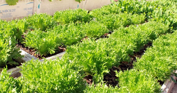 Restaurante Piazza Zini adota horta orgânica própria e conquista clientes