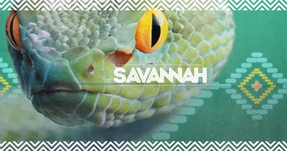 Festa Savannah anima a noite com DJs convidados no Club Yacht nesta sexta-feira 