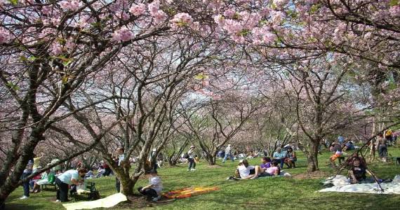 43ª Festa das Cerejeiras no Parque do Carmo 43ª Festa das Cerejeiras no Parque do Carmo