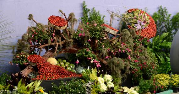 41ª Festa de Flores e Morangos no Parque Edmundo Zanoni