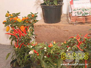 Segunda edição do Grandes Chefs VEJA São Paulo no Jockey Club Segunda edição do Grandes Chefs VEJA São Paulo no Jockey Club