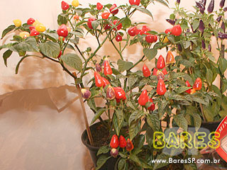 Segunda edição do Grandes Chefs VEJA São Paulo no Jockey Club Segunda edição do Grandes Chefs VEJA São Paulo no Jockey Club