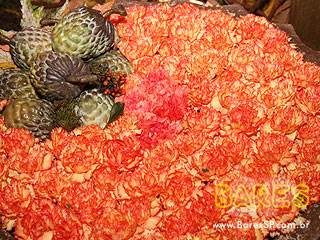 Vive La Fête no Cine Marrocos Vive La Fête no Cine Marrocos