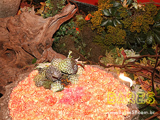 Vive La Fête no Cine Marrocos Vive La Fête no Cine Marrocos