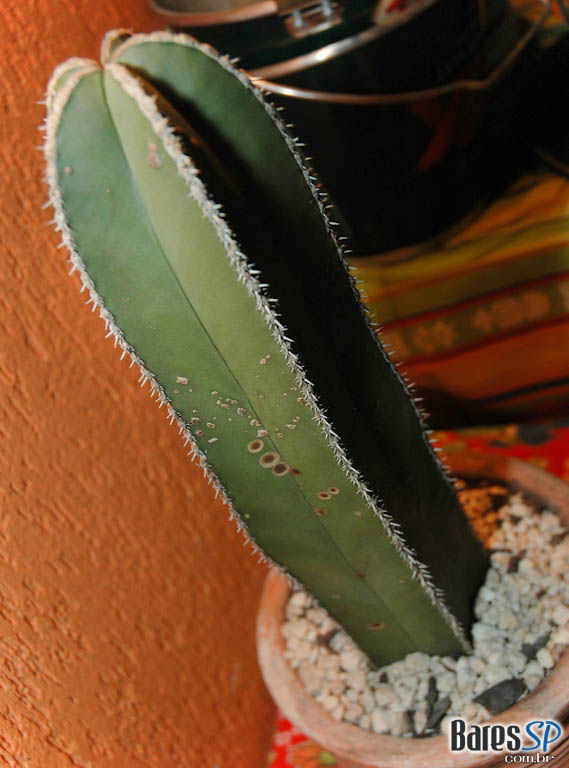 Festa do Dia De Los Muertos no Peppers Bar Festa do Dia De Los Muertos no Peppers Bar