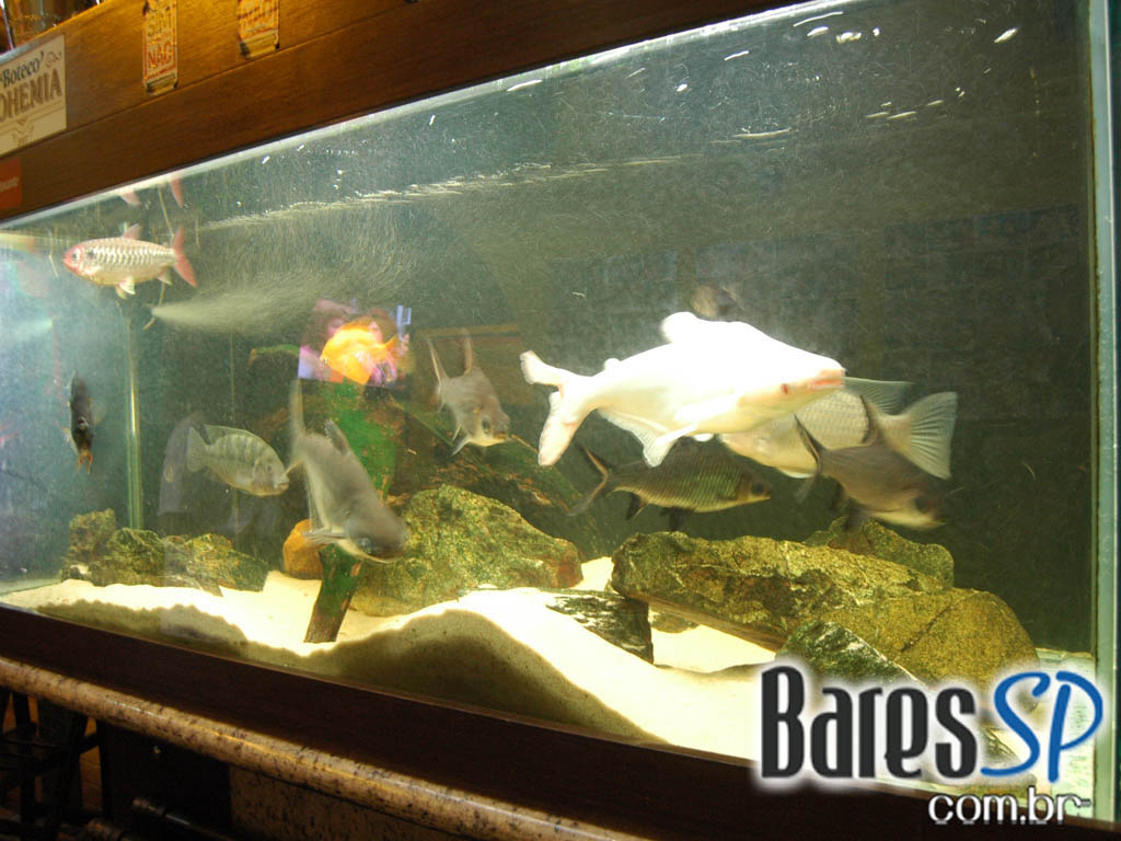 Bar do Plínio teve deliciosos pratos e boa música no sábado - Ação Unisal 2011 Bar do Plínio teve deliciosos pratos e boa música no sábado - Ação Unisal 2011