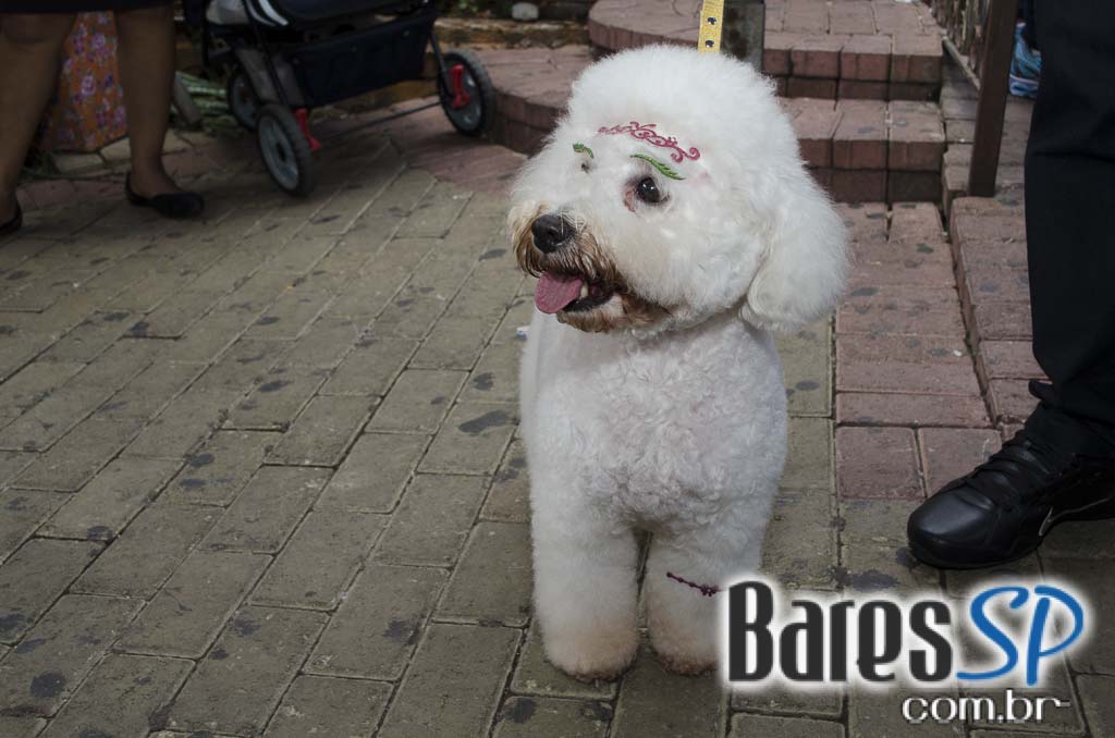 Casa 92 recebeu a festa da cachorra Estopinha em comemoração aos 2 milhões de fãs no Facebook Casa 92 recebeu a festa da cachorra Estopinha em comemoração aos 2 milhões de fãs no Facebook