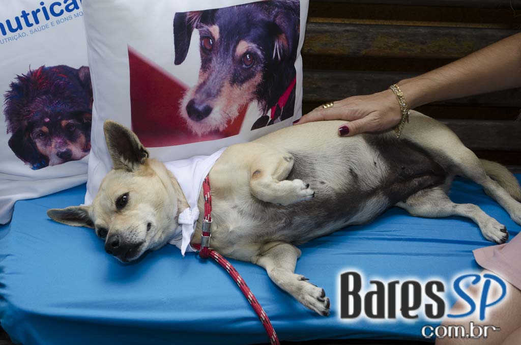 Casa 92 recebeu a festa da cachorra Estopinha em comemoração aos 2 milhões de fãs no Facebook Casa 92 recebeu a festa da cachorra Estopinha em comemoração aos 2 milhões de fãs no Facebook