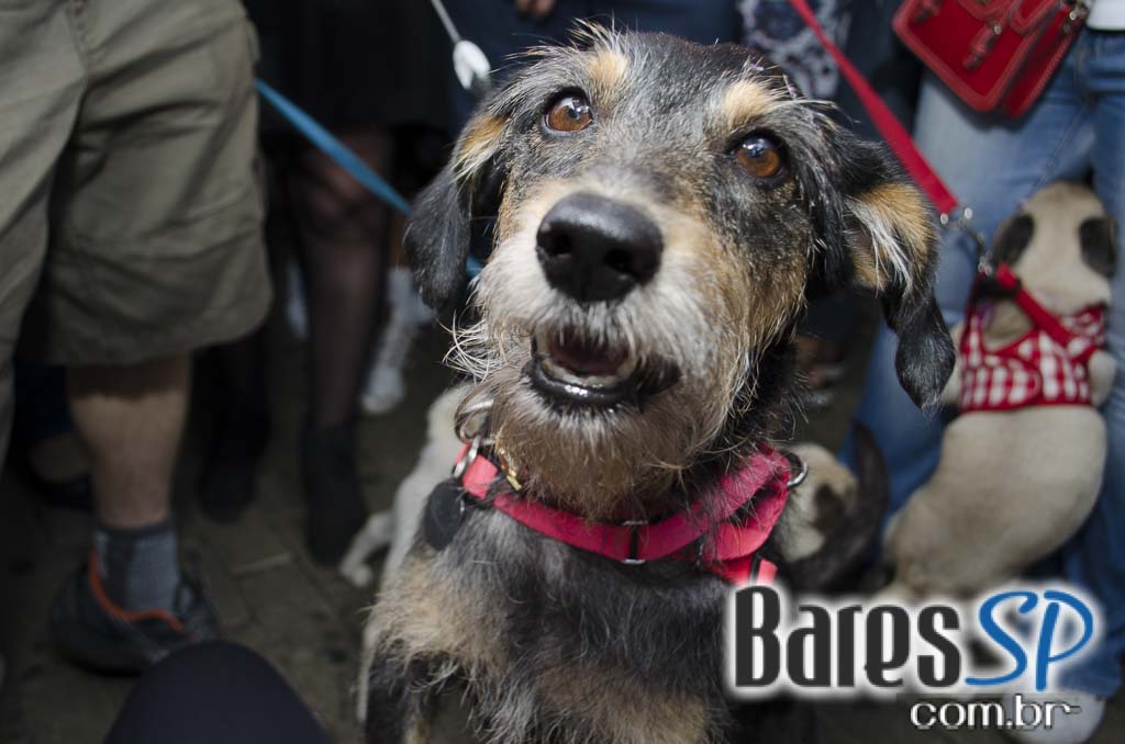 Casa 92 recebeu a festa da cachorra Estopinha em comemoração aos 2 milhões de fãs no Facebook Casa 92 recebeu a festa da cachorra Estopinha em comemoração aos 2 milhões de fãs no Facebook