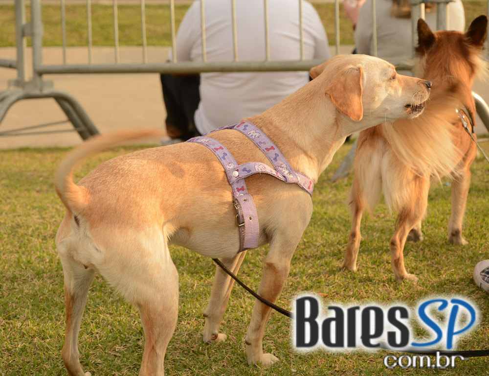 Burger Weekend na Feirinha Gastronômica Jardim das Perdizes Burger Weekend na Feirinha Gastronômica Jardim das Perdizes