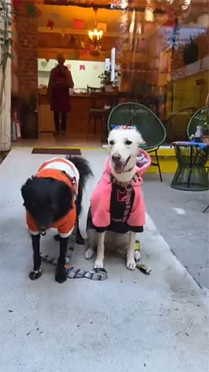 na redes sociais Farejando Por Ai